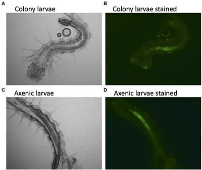 The Axenic and Gnotobiotic Mosquito: Emerging Models for Microbiome Host Interactions